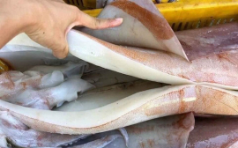 Thực hư về loại mực khổng lồ đang gây sốt thị trường hải sản những ngày qua