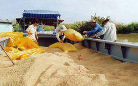 Việt Nam vẫn tiếp tục nhập khẩu gạo từ Ấn Độ