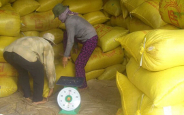 Xuất khẩu gạo Việt Nam bất ngờ sụt giảm mạnh