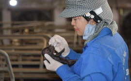 Viện chăn nuôi Việt Nam lần đầu tiên nhân bản thành công giống lợn Ỉ